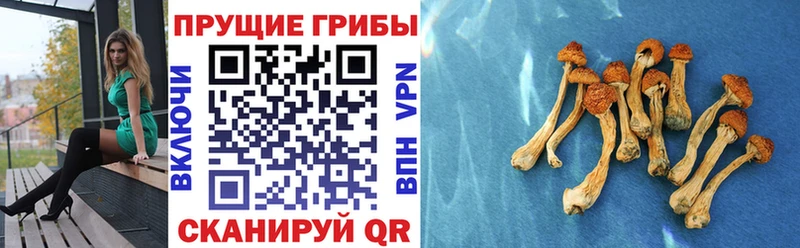 Псилоцибиновые грибы MAGIC MUSHROOMS  kraken сайт  Гай 
